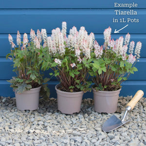 Tiarella 'Pink Skyrocket' Perennial Bedding