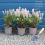 Tiarella 'Pink Skyrocket' Perennial Bedding