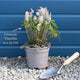 Tiarella 'Pink Skyrocket' Perennial Bedding