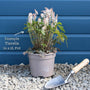 Tiarella 'Pink Skyrocket' Perennial Bedding