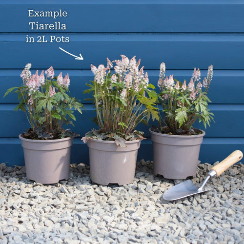 Tiarella 'Pink Skyrocket' Perennial Bedding