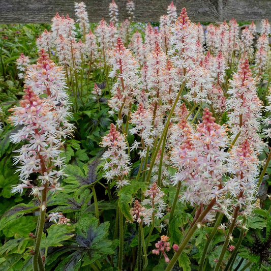 Tiarella 'Sugar and Spice' Perennial Bedding