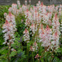 Tiarella 'Sugar and Spice' Perennial Bedding