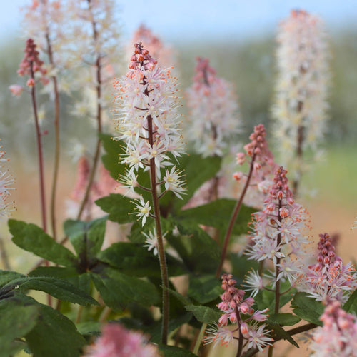 Tiarella 'Pink Skyrocket' Perennial Bedding