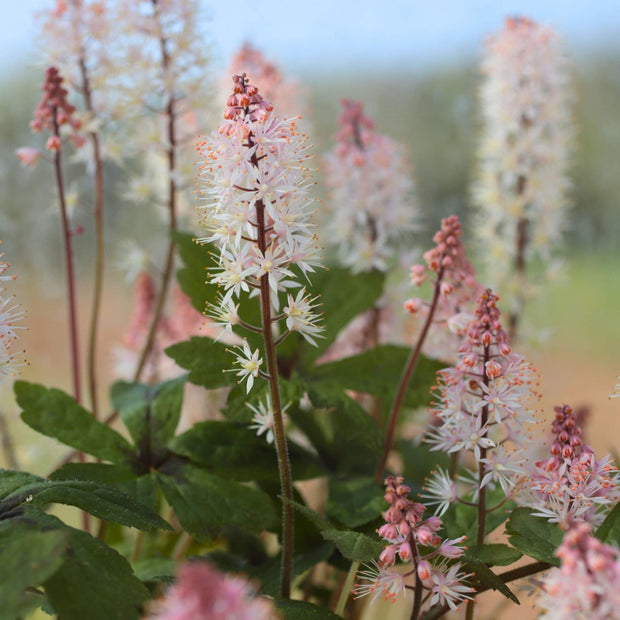 Tiarella 'Pink Skyrocket' Perennial Bedding