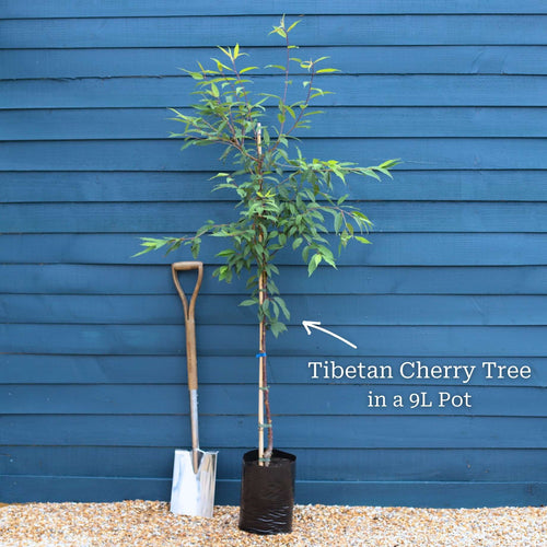 Single Stem Tibetan Cherry Tree | Prunus serrula Ornamental Trees