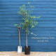 Single Stem Tibetan Cherry Tree | Prunus serrula Ornamental Trees