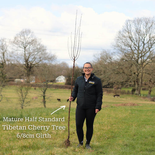 Single Stem Tibetan Cherry Tree | Prunus Serrula Ornamental Trees