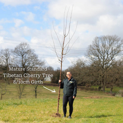 Single Stem Tibetan Cherry Tree | Prunus Serrula Ornamental Trees