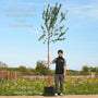 Single Stem Tibetan Cherry Tree | Prunus serrula Ornamental Trees
