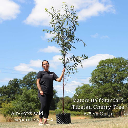 Single Stem Tibetan Cherry Tree | Prunus serrula Ornamental Trees