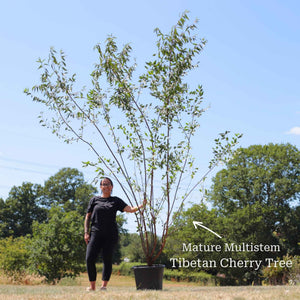 Multi Stem Tibetan Cherry Tree | Prunus serrula Ornamental Trees