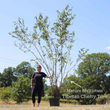 Multi Stem Tibetan Cherry Tree | Prunus serrula Ornamental Trees