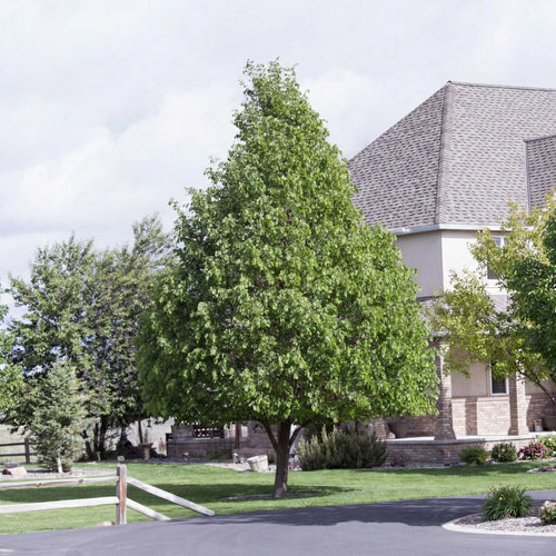 Small-Leaved Lime Tree | Tilia cordata 'Greenspire' Ornamental Trees