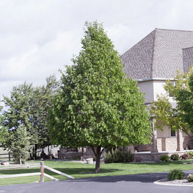 Small-Leaved Lime Tree | Tilia cordata 'Greenspire' Ornamental Trees
