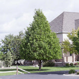 Small-Leaved Lime Tree | Tilia cordata 'Greenspire' Ornamental Trees