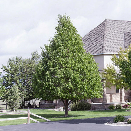 Small-Leaved Lime Tree | Tilia cordata 'Greenspire' Ornamental Trees