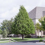 Small-Leaved Lime Tree | Tilia cordata 'Greenspire' Ornamental Trees