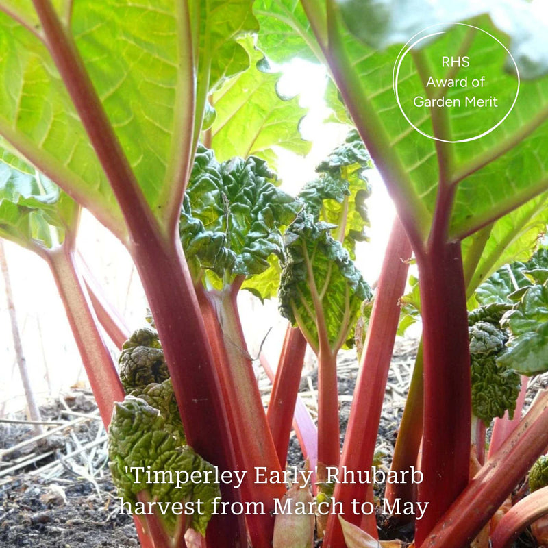 Full Season Rhubarb Collection Soft Fruit