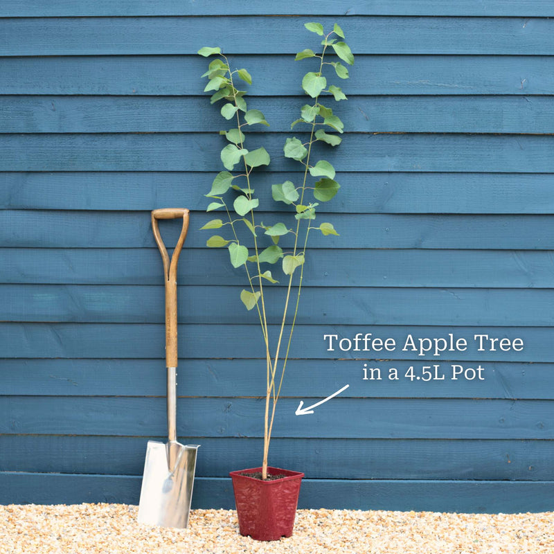 Toffee Apple Tree | Cercidiphyllum japonicum 'Katsura' Ornamental Trees