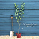 Toffee Apple Tree | Cercidiphyllum japonicum 'Katsura' Ornamental Trees