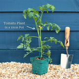 'Supersweet' Cherry Tomato Plants Vegetables