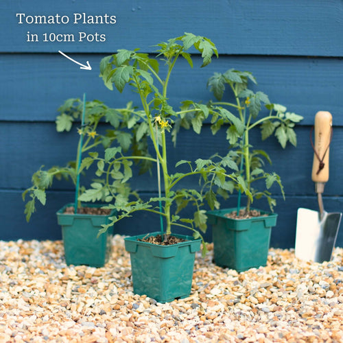 'Supersweet' Cherry Tomato Plants Vegetables