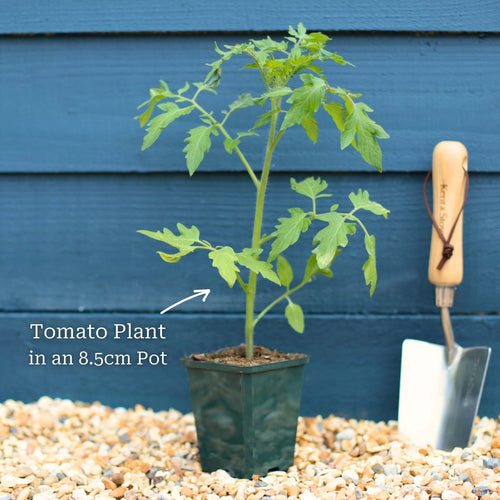 'Tigerella' Tomato Plants Vegetables