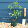 'Tigerella' Tomato Plants Vegetables
