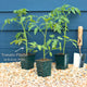 'Tigerella' Tomato Plants Vegetables