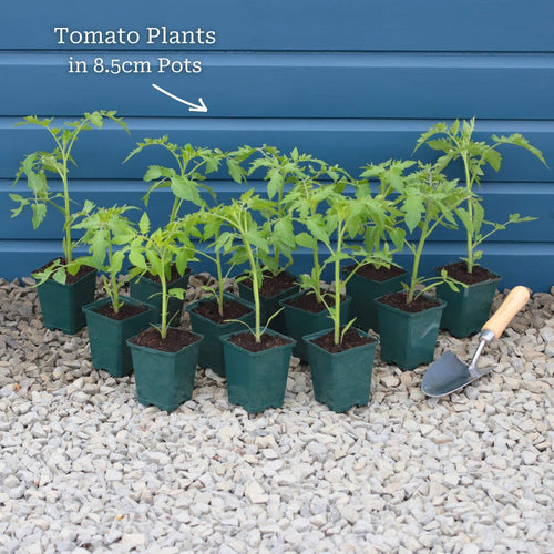 Ultimate Tomato Plant Collection Vegetables