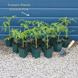 Ultimate Tomato Plant Collection Vegetables
