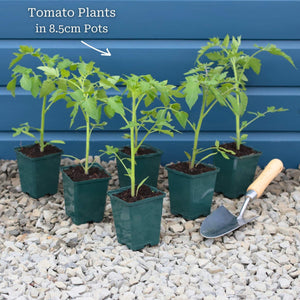 Ultimate Tomato Plant Collection Vegetables