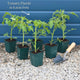 Ultimate Tomato Plant Collection Vegetables