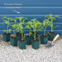 Colourful Tomato Plants Collection Vegetables
