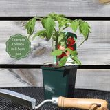 'Gourmansun' Tomato Plant Vegetables