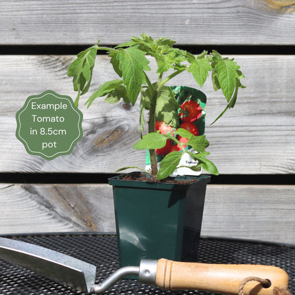 'Gourmansun' Tomato Plant Vegetables