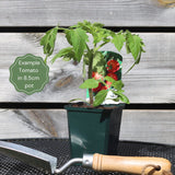 'Tumbling Tom Red' Tomato Plants Vegetables
