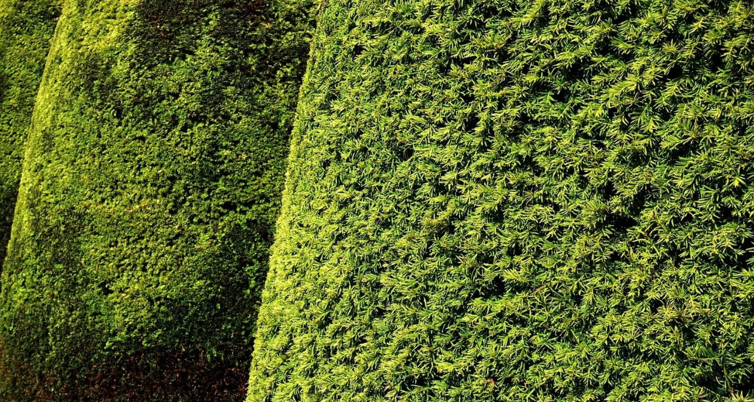 Top 5 Hedging Plants for Shade