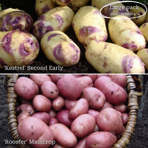 Top Performing Seed Potato Pack | Growers' Choice Vegetables
