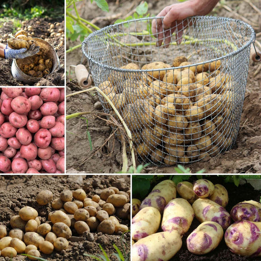 Top Performing Seed Potato Pack | Growers' Choice Vegetables