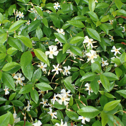 Chinese Jasmine | Trachelospermum asiaticum Climbing Plants