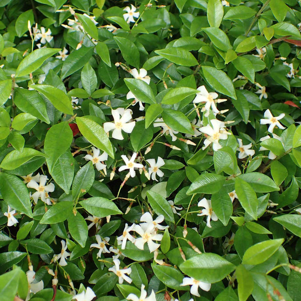 Asiatic Jasmine | Trachelospermum asiaticum 'Bella' Climbing Plants