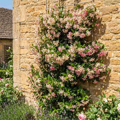 'Pink Showers' Asiatic Jasmine | Trachelospermum asiaticum Climbing Plants
