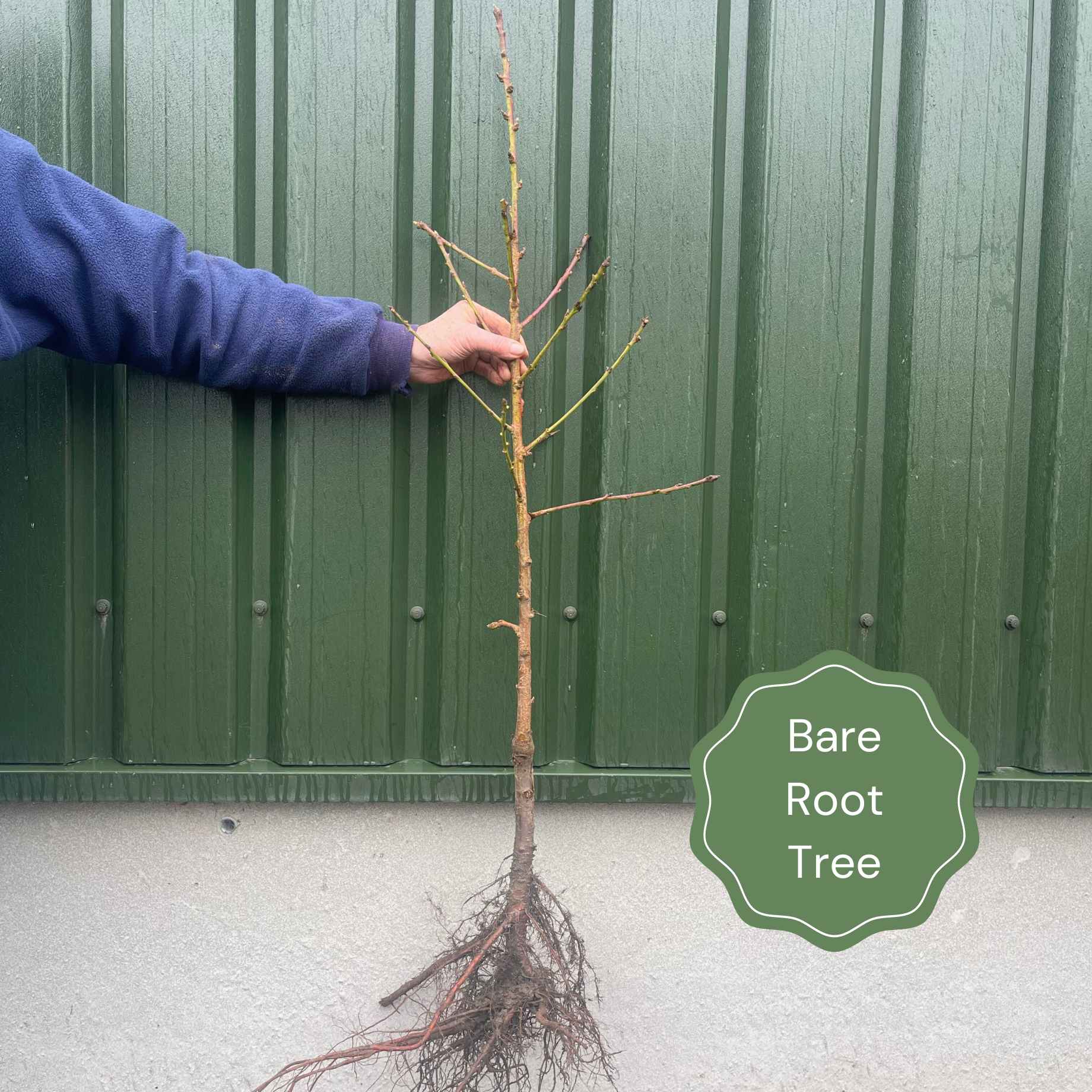 Bell Roots Golden Bells | Forsythia intermedia 'Spectabilis' – Roots Plants