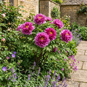 Tree Peony 'Ling Hua Zhan Lu' Perennial Bedding