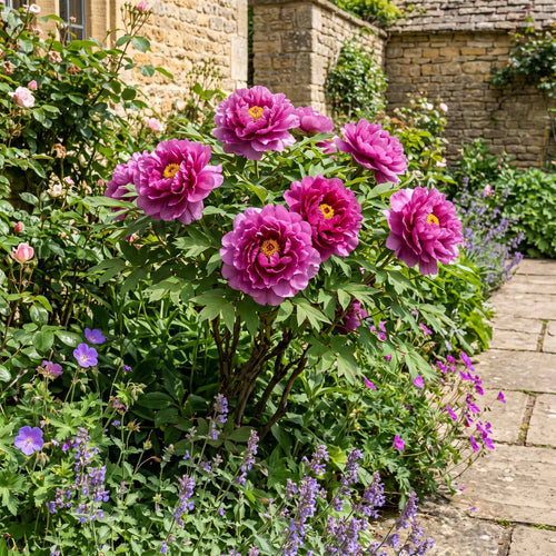Tree Peony 'Ling Hua Zhan Lu' Perennial Bedding