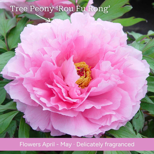 The Peony Gift Gift Option