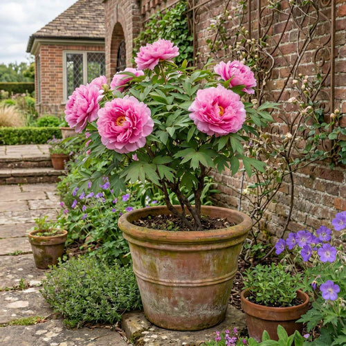Tree Peony 'Rou Fu Rong' Perennial Bedding