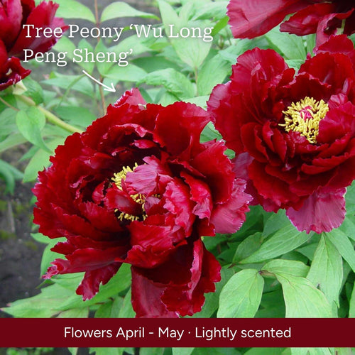 The Peony Gift Gift Option